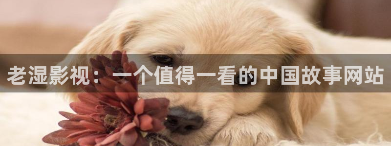 yy4408新视觉电视剧免费