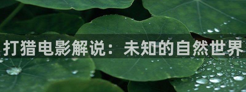 新视觉 4080