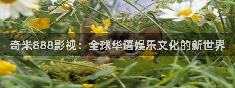 6080新视觉影视热播电视剧